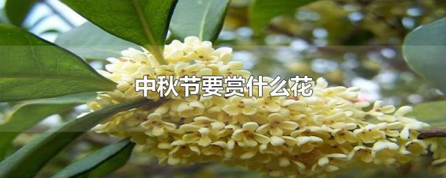中秋节要赏什么花 中秋节要赏什么花