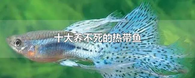 十大养不死的热带鱼 十大养不死的热带鱼