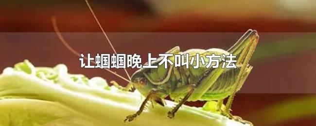 让蝈蝈晚上不叫小方法 让蝈蝈晚上不叫小方法