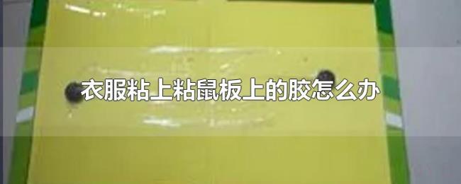 衣服粘上粘鼠板上的胶怎么办