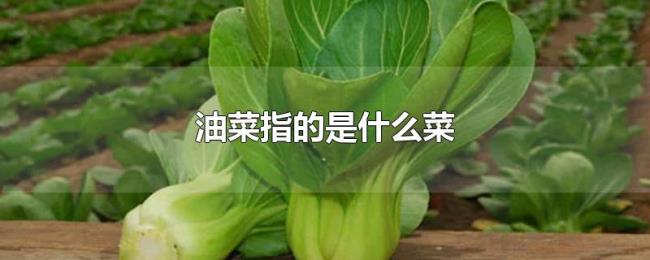 油菜指的是什么菜 油菜指的是什么菜