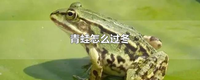 青蛙怎么过冬 青蛙怎么过冬