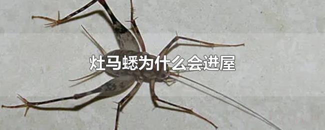灶马蟋为什么会进屋 灶马蟋为什么会进屋