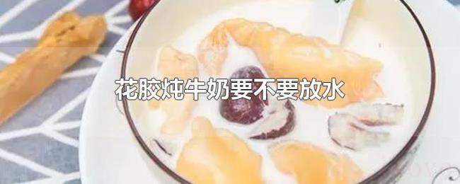 花胶炖牛奶要不要放水
