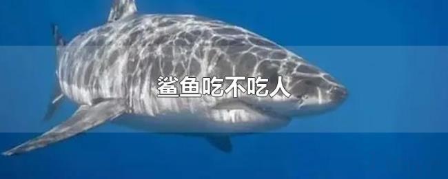 鲨鱼吃不吃人