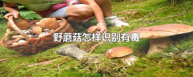 野蘑菇怎样识别有毒 野蘑菇怎样识别有毒