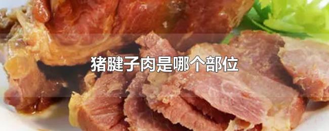 猪腱子肉是哪个部位 猪腱子肉是哪个部位