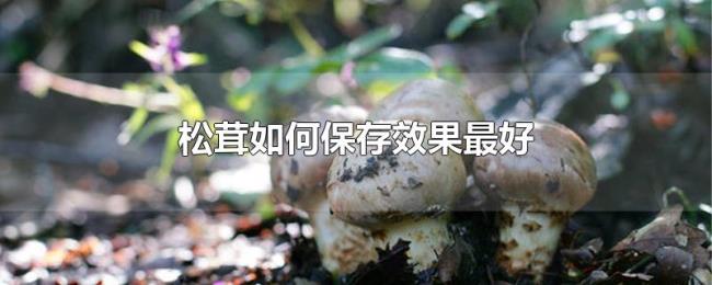 松茸如何保存效果最好
