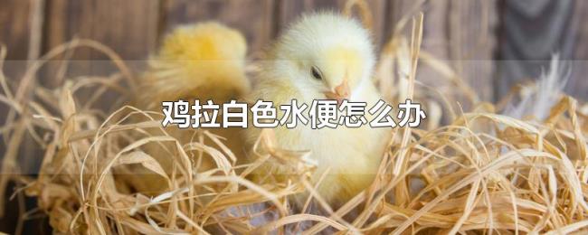 鸡拉白色水便怎么办 鸡拉白色水便怎么办