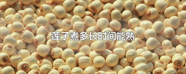 莲子煮多长时间能熟 莲子煮多长时间能熟