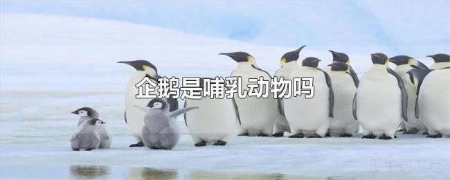 企鹅是哺乳动物吗
