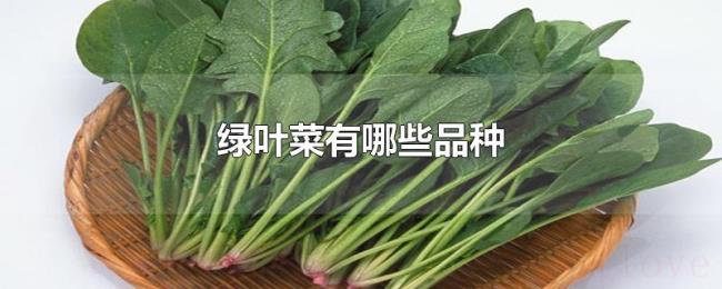 绿叶菜有哪些品种