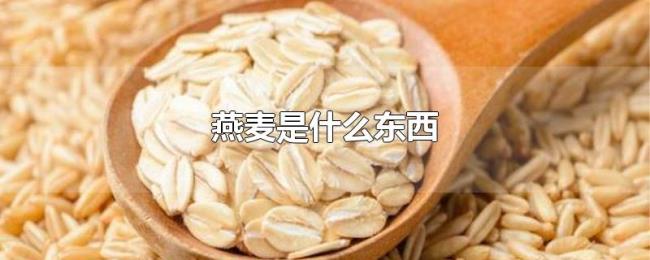 燕麦是什么东西 燕麦是什么东西