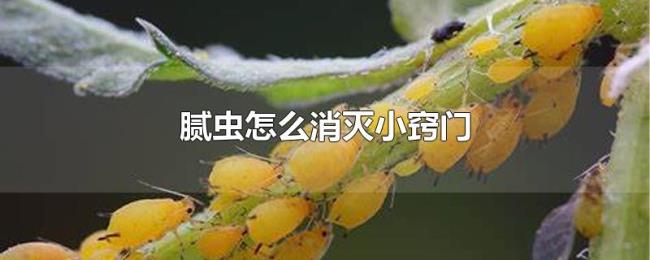 腻虫怎么消灭小窍门 腻虫怎么消灭小窍门