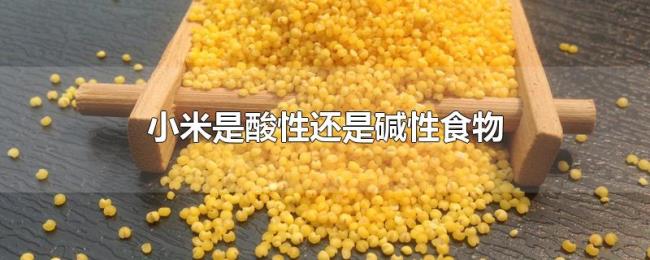 小米是酸性还是碱性食物