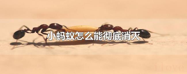 小蚂蚁怎么能彻底消灭 小蚂蚁怎么能彻底消灭