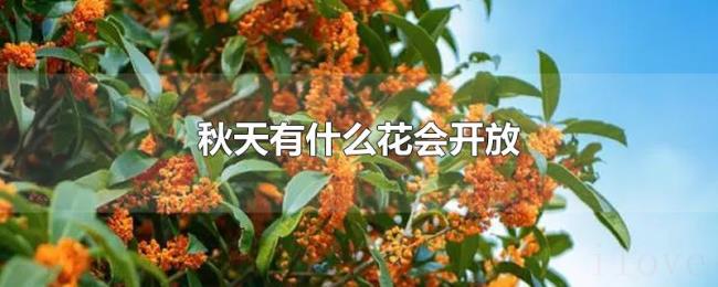 秋天有什么花会开放 秋天有什么花会开放