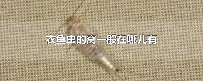 衣鱼虫的窝一般在哪儿有 衣鱼虫的窝一般在哪儿有