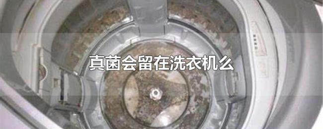 真菌会留在洗衣机么 真菌会留在洗衣机么