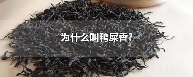 为什么叫鸭屎香? 为什么叫鸭屎香?