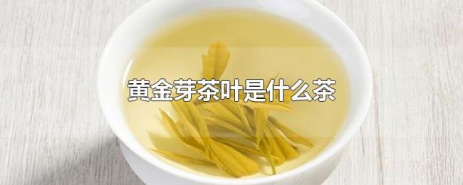 黄金芽茶叶是什么茶 黄金芽茶叶是什么茶