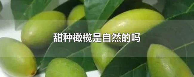 甜种橄榄是自然的吗