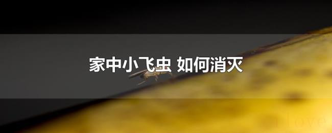 家中小飞虫(如何消灭) 家中小飞虫(如何消灭)