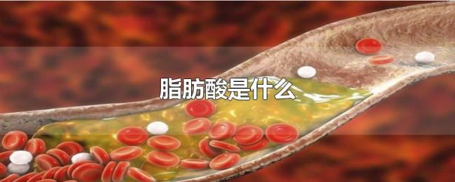 脂肪酸是什么