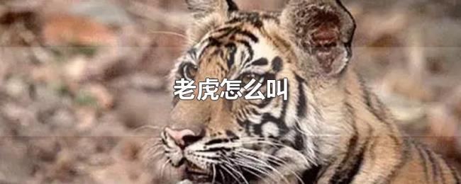 老虎怎么叫 老虎怎么叫