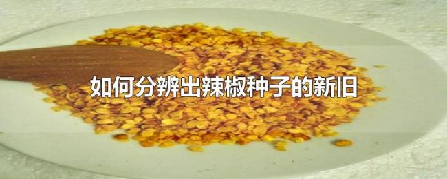 如何分辨出辣椒种子的新旧