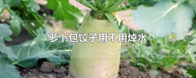 萝卜包饺子用不用焯水 萝卜包饺子用不用焯水