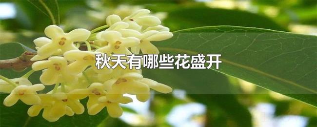 秋天有哪些花盛开 秋天有哪些花盛开