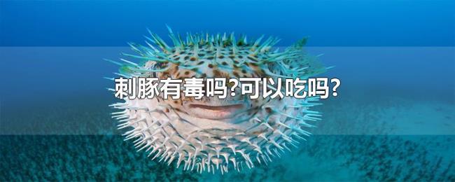 刺豚有毒吗?可以吃吗? 刺豚有毒吗?可以吃吗?
