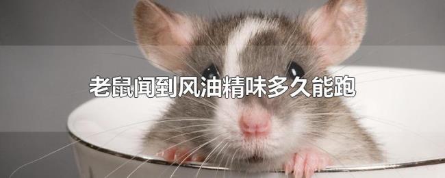 老鼠闻到风油精味多久能跑