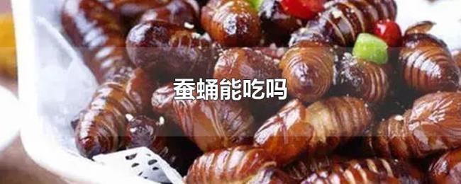 蚕蛹能吃吗 蚕蛹能吃吗