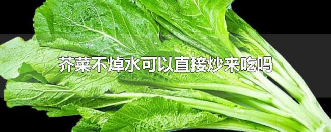 芥菜不焯水可以直接炒来吃吗 芥菜不焯水可以直接炒来吃吗