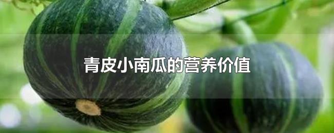 青皮小南瓜的营养价值
