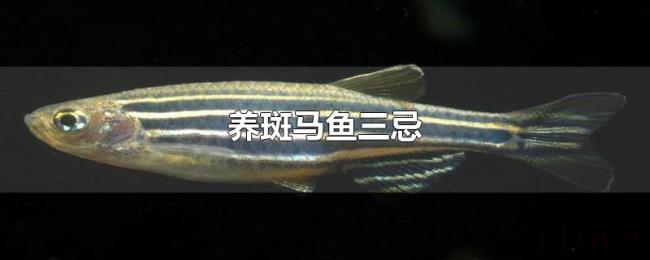 养斑马鱼三忌 养斑马鱼三忌