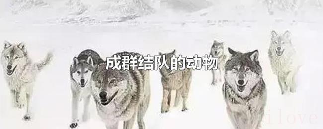 成群结队的动物 成群结队的动物