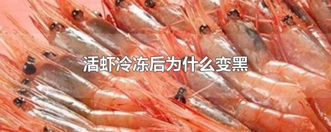 活虾冷冻后为什么变黑