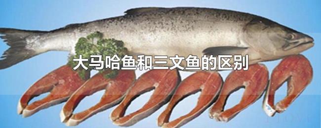 大马哈鱼和三文鱼的区别 大马哈鱼和三文鱼的区别