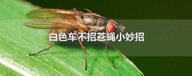 白色车不招苍蝇小妙招 白色车不招苍蝇小妙招