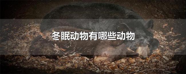 冬眠动物有哪些动物 冬眠动物有哪些动物