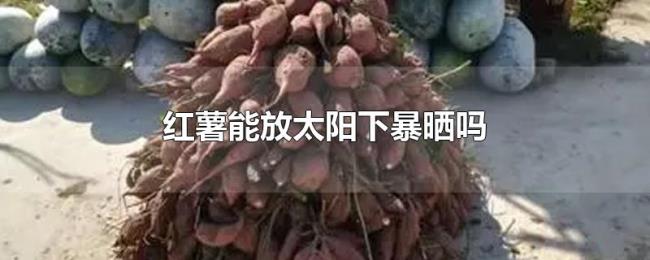 红薯能放太阳下暴晒吗