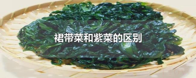 裙带菜和紫菜的区别 裙带菜和紫菜的区别