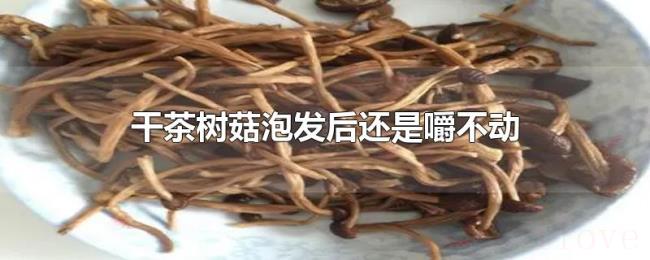 干茶树菇泡发后还是嚼不动