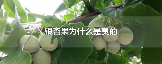 银杏果为什么是臭的 银杏果为什么是臭的