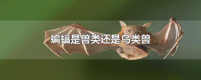 蝙蝠是兽类还是鸟类兽