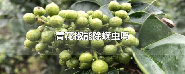 青花椒能除螨虫吗 青花椒能除螨虫吗