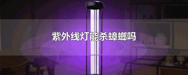 紫外线灯能杀蟑螂吗